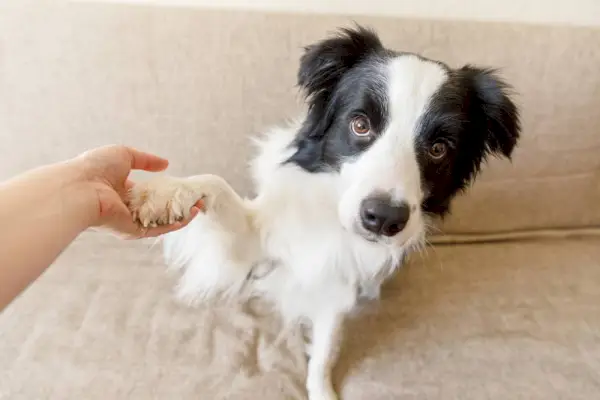 truque de treinamento de proprietário com amigo cachorro border collie em casa dentro de casa