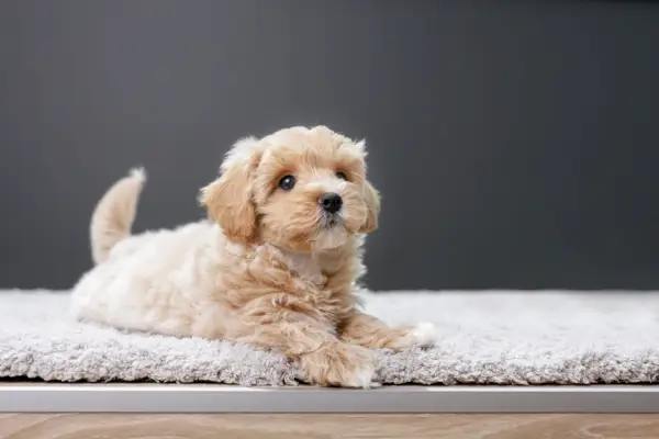 Сладко кученце Maltipoo, лежащо на килим
