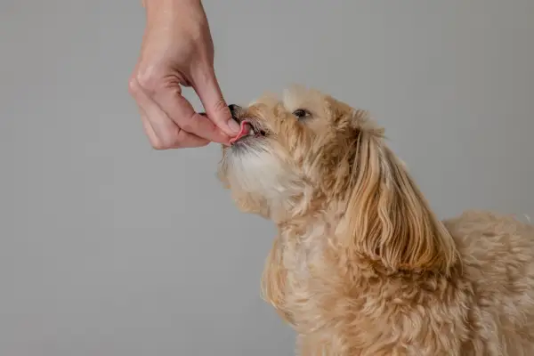 Малтипу кученце получава лакомство