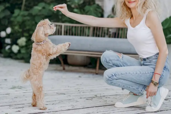 Жена, която дава лакомства на Maltipoo в парка