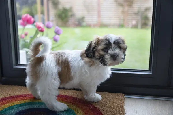 Jak poznać szczeniaka: zachowuj się