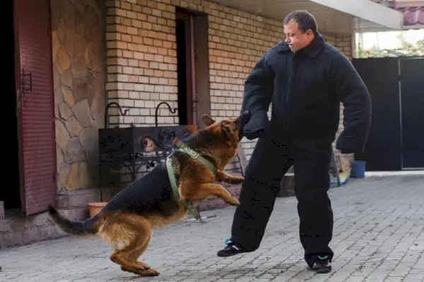 cão pastor alemão mordendo durante o treinamento