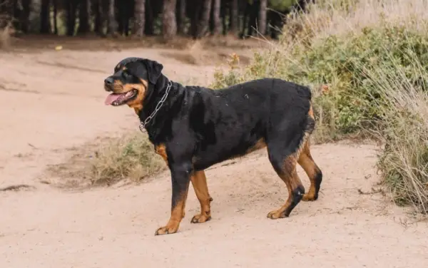 rottweiler alemão