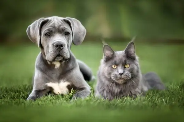 Zal een Cane Corso goed zijn met mijn kat? Socialisatie- en trainingstips