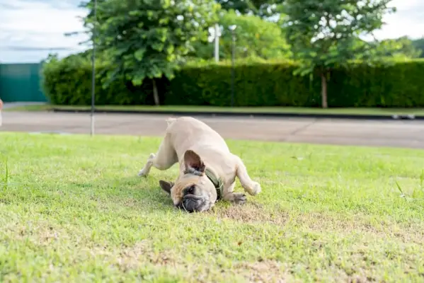 Buldogue francês esfregando o rosto na grama