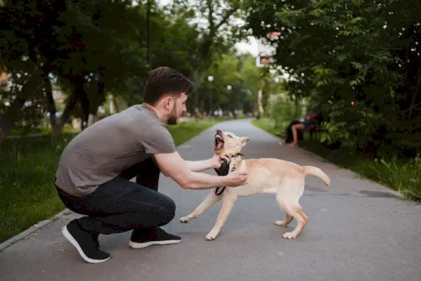 labrador-hvalp-gø-til-sin-ejer