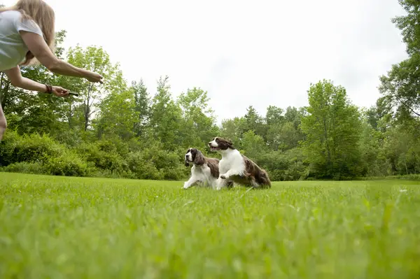 Hoe honderden te verbeteren