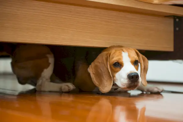 Cacher un chien beagle