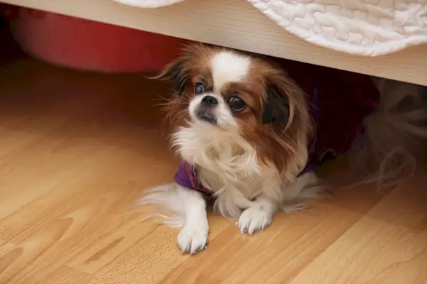 petit chien se cache sous le lit