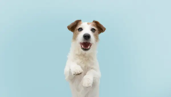 5 Студени кучета Tiktok, които изпитват луната на кучето по време на националния влак