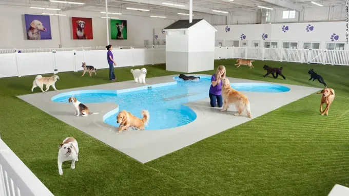 JFK Najbardziej przyjazne zwierzętom lotnisko w Ameryce?