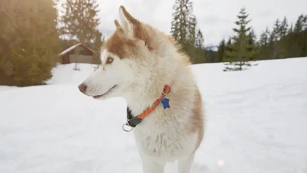 Tags With Local Contact Info