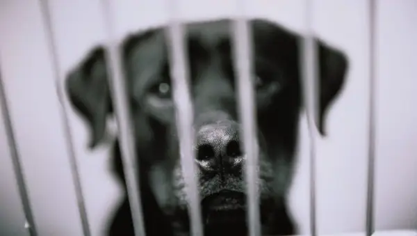 British Labrador envió accidentalmente el vuelo equivocado a Arabia Saudita