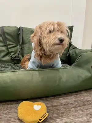 Woard Dog Funczy Sead má komplexní změnu v zabezpečení hry - hodnocení