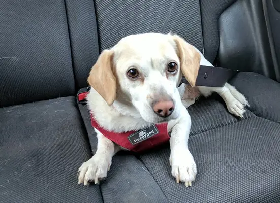 בדוק את Mydogs: Sleeppod Air את לחיצה על אבטחת ספורט