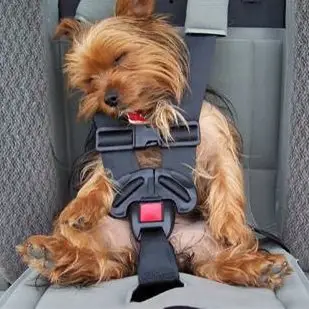 Kutya biztonsági öv