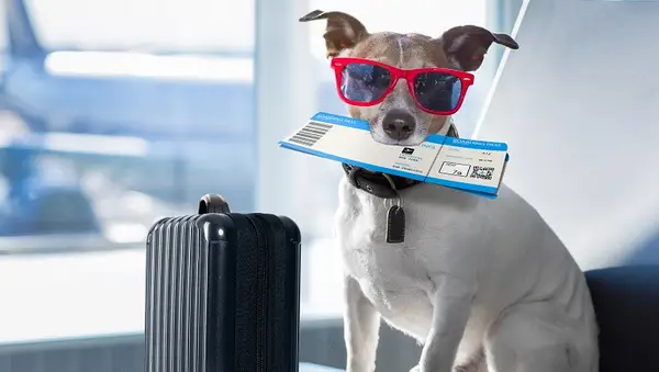 Nový model emocionálnej podpory pre letisko prevencie poistenia zvierat