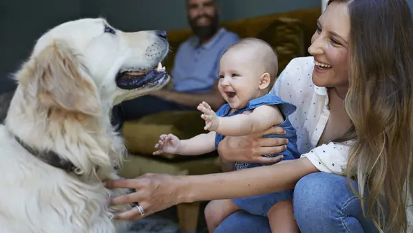 犬には人間とコミュニケーションをとる特別な方法があります、と研究は言います