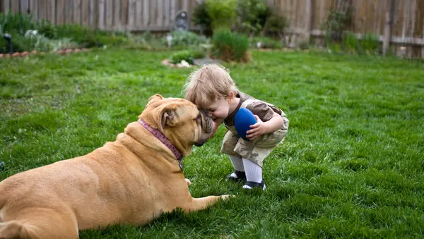 פעוטות בוחרים בכלבים אינסטינקטיביים ומחקרי מחקר
