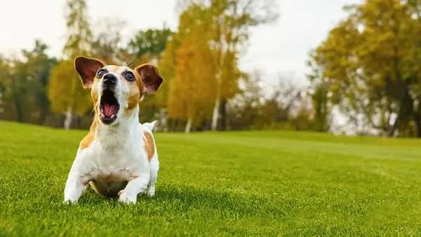 Dogspeak: Comprendre l'agression des différents types de chiens