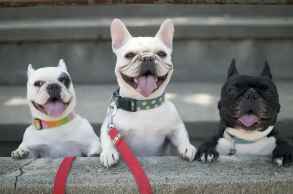 Three French Bulldogs.