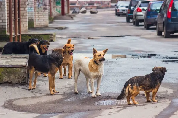 La impactante crueldad de China hacia los perros callejeros