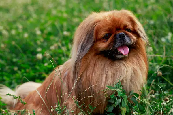 Pekingese dog on grass.