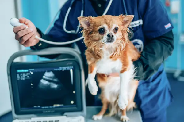 Veterinarian using ultrasound to examine dog