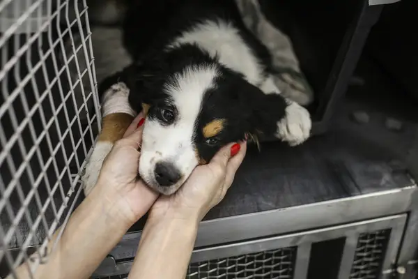 Veterináři varují před záhadnou chorobou psů