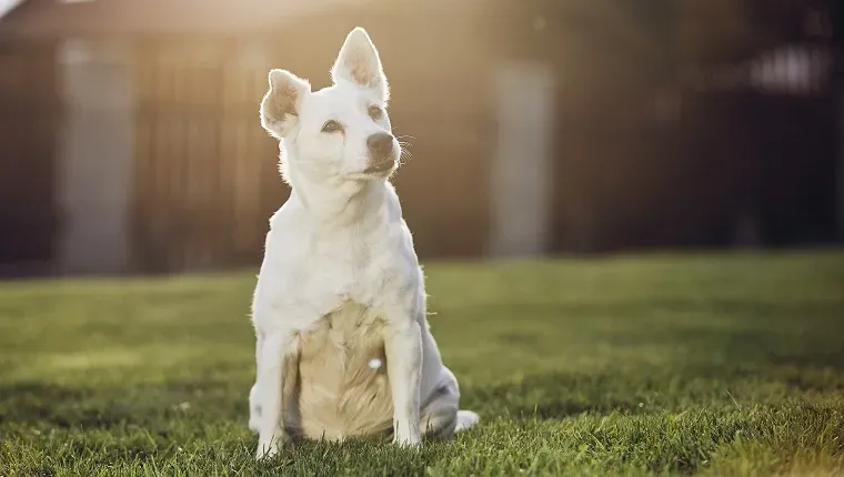 Öva kommandon' title=