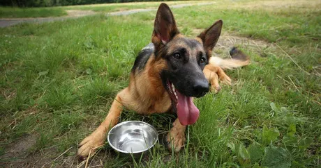 Az 5 legjobb tipp a kutyával való futáshoz