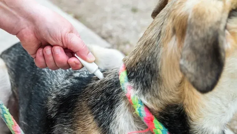 Лекови против бува и крпеља' title=