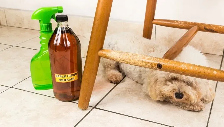 Јабуково сирће' title=