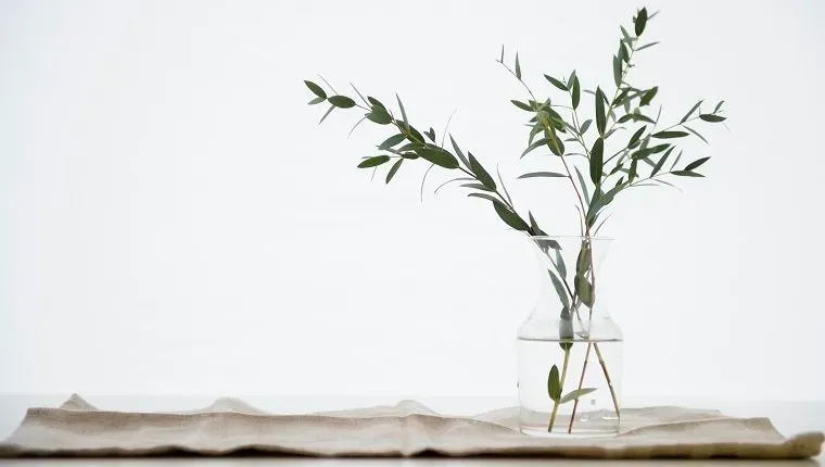 Еукалиптус' title=