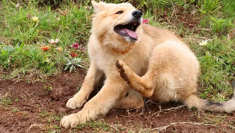 Пастор гарафиано (на енглеском за: Гарафиан Схепхерд) је раса паса аутохтоног порекла са Канарских острва Ла Палма. Име је добило од северног дела острва од општине Гарафија као места где је раса била чешћа иако се примерци налазе на целом острву. Расу је званично признао Реал Социедад Цанина де Еспана 2003. године.' decoding='async' fetchpriority='high' title=