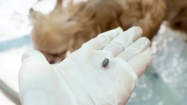 cast away adult brown dog ticks from neck chihuahua dog