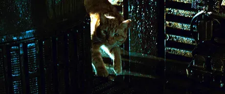 הצילו את חיית המחמד בכל מחיר!