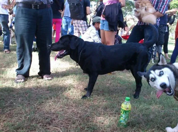 25 photobombes de chiens' title=