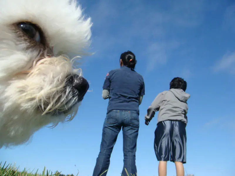 25 photobombes de chiens' title=
