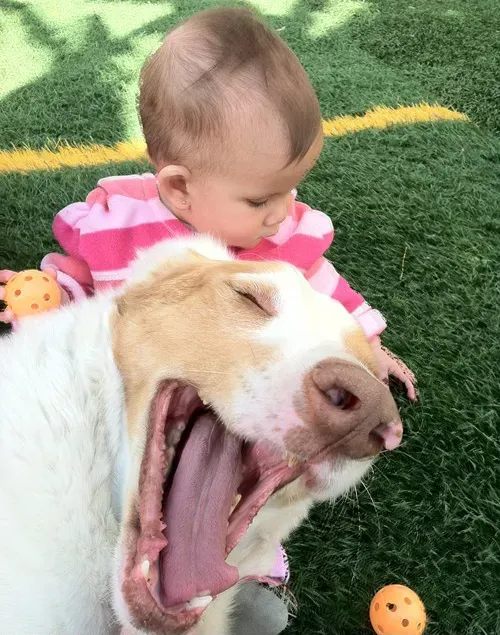 25 photobombes de chiens' title=