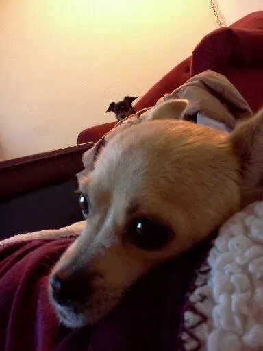 25 photobombes de chiens' title=