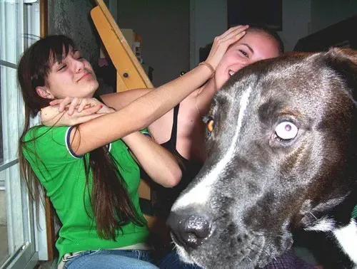 25 photobombes de chiens' title=