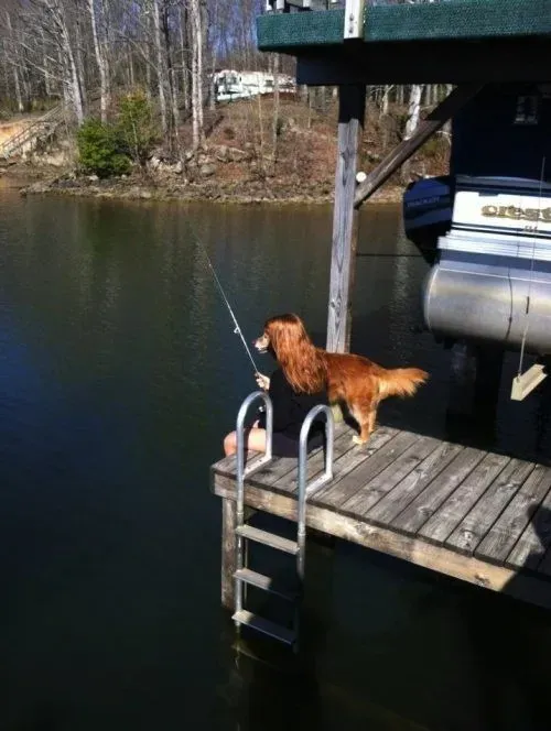 25 photobombes de chiens' title=