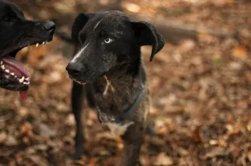 25 photobombes de chiens' title=