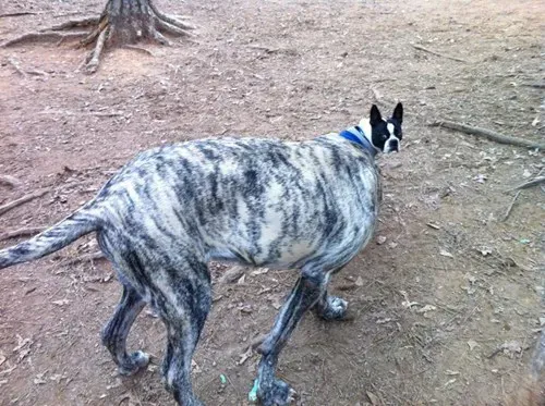 25 photobombes de chiens' title=