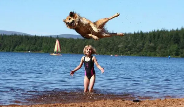 25 photobombes de chiens' title=
