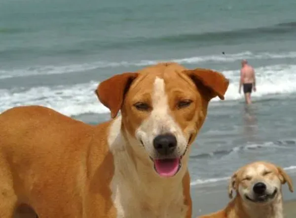 25 photobombes de chiens' title=