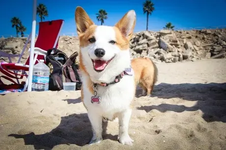 A valaha volt legnagyobb So Cal Corgi Beach Day: 500+ corgi
