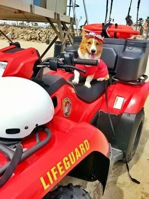 A valaha volt legnagyobb So Cal Corgi Beach Day: 500+ corgi