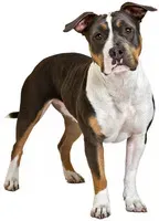 DogTime.com의 상위 25개 품종 및 믹스